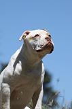 BOULEDOGUE AMERICAIN 057
